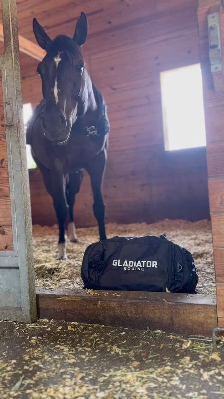 horse playing with backpack