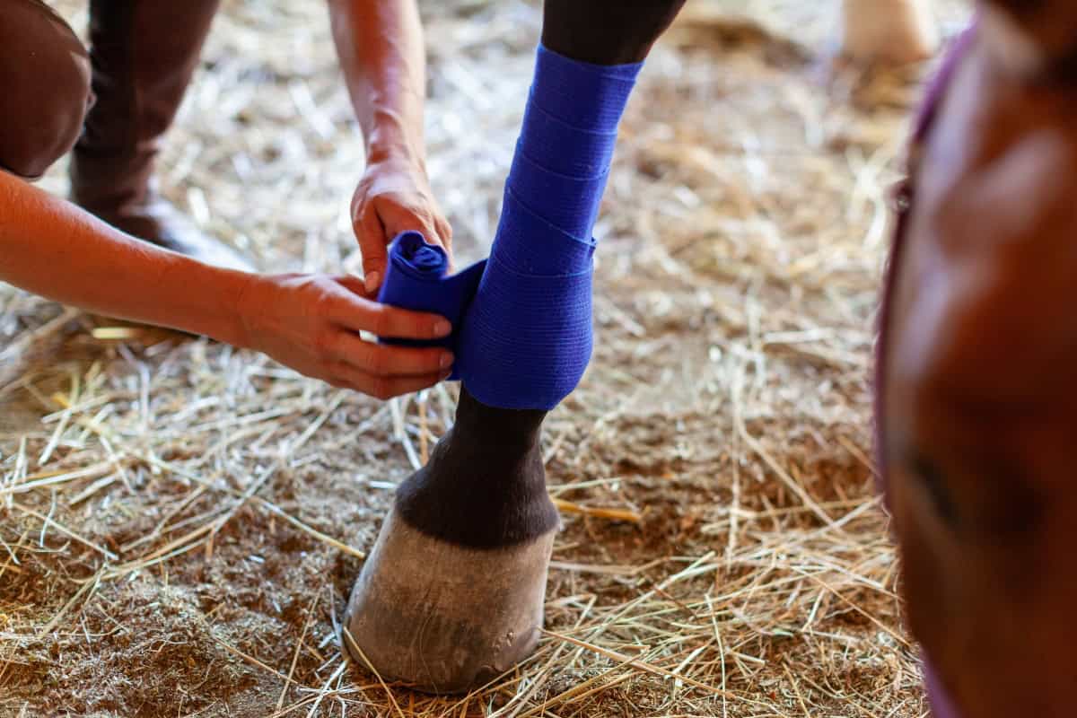 4 Common Horse Racing Injuries to Avoid Gladiator Equine