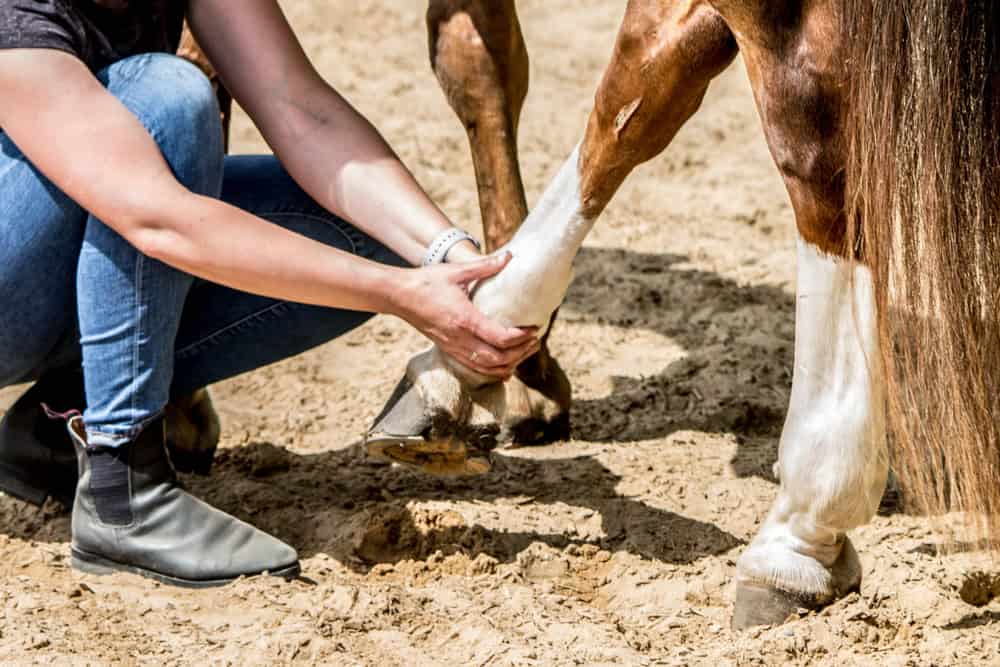 Someone is looking at the horse's joint.