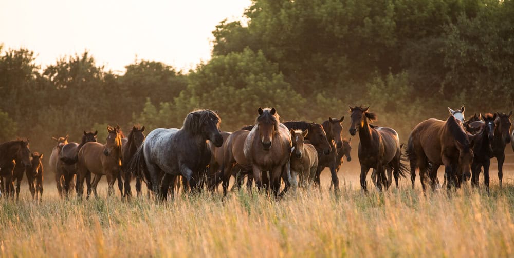 different horse breeds