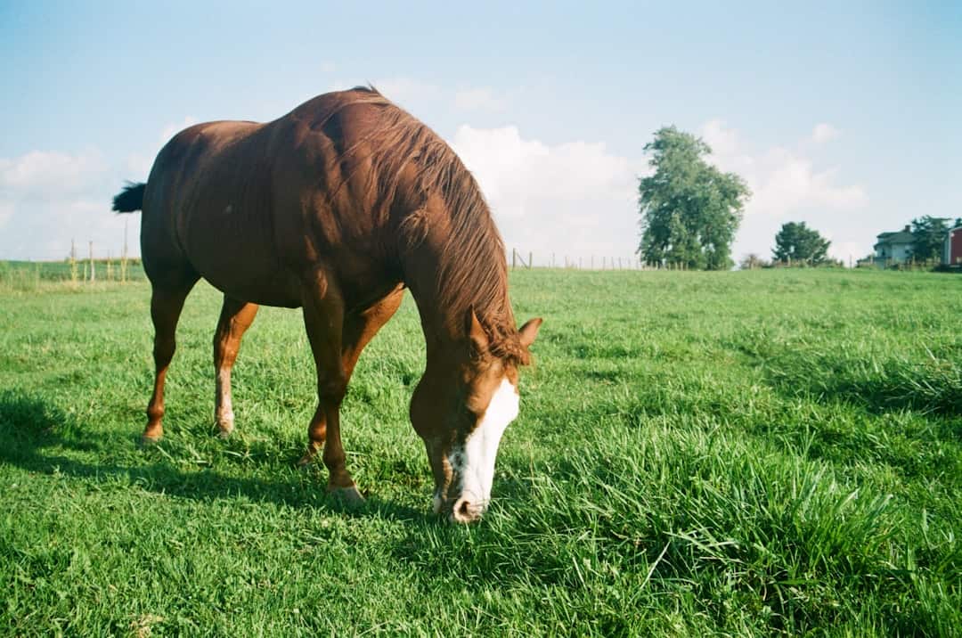 horse grazing over grass