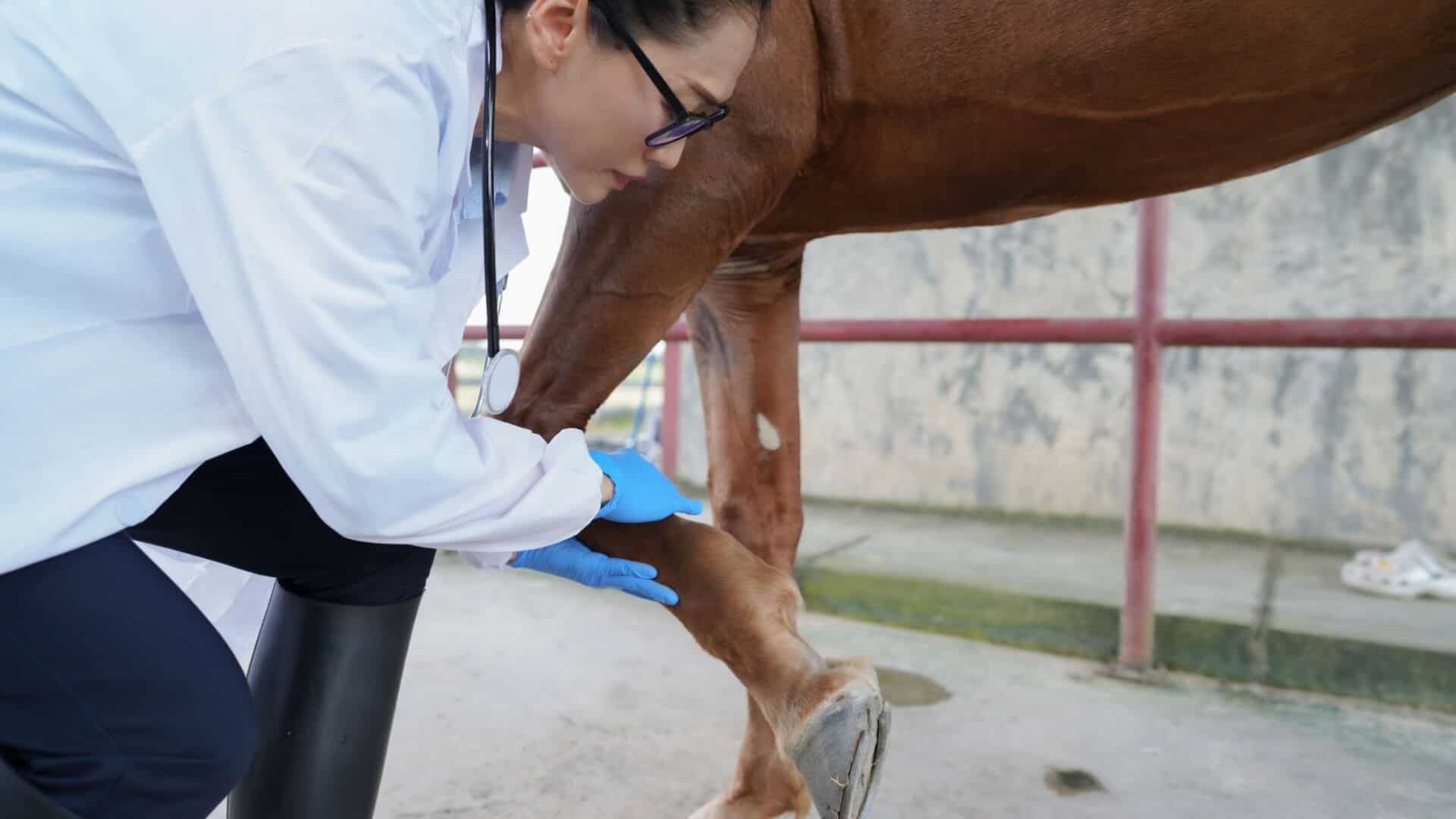 horse leg tendon