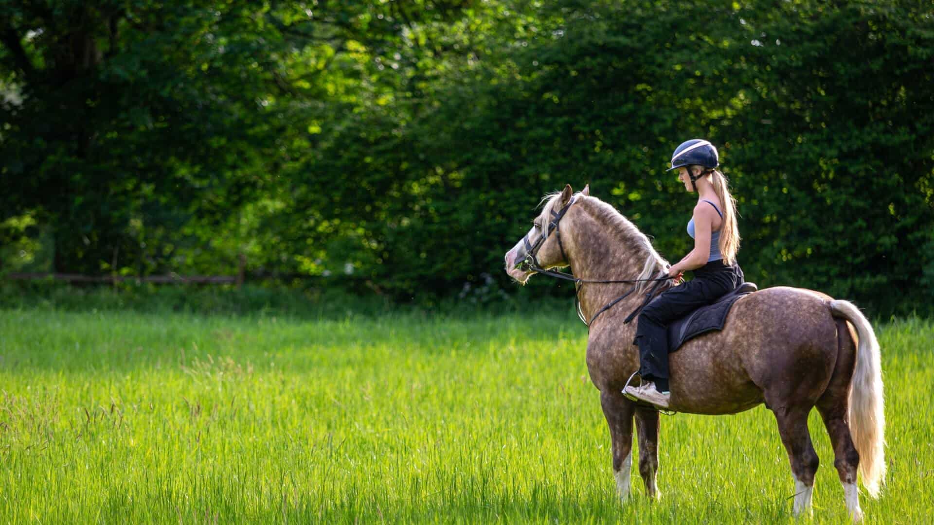 20 percent rule for horses