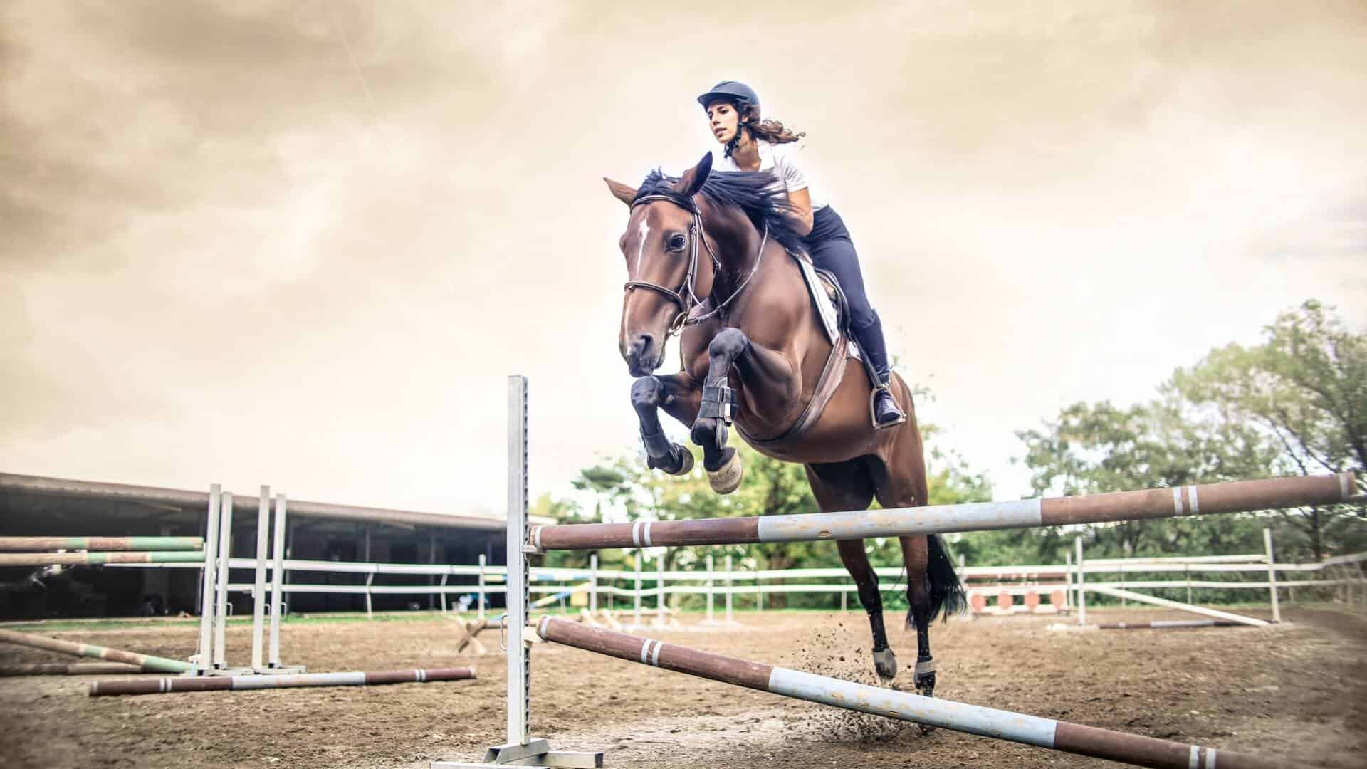 equine sports