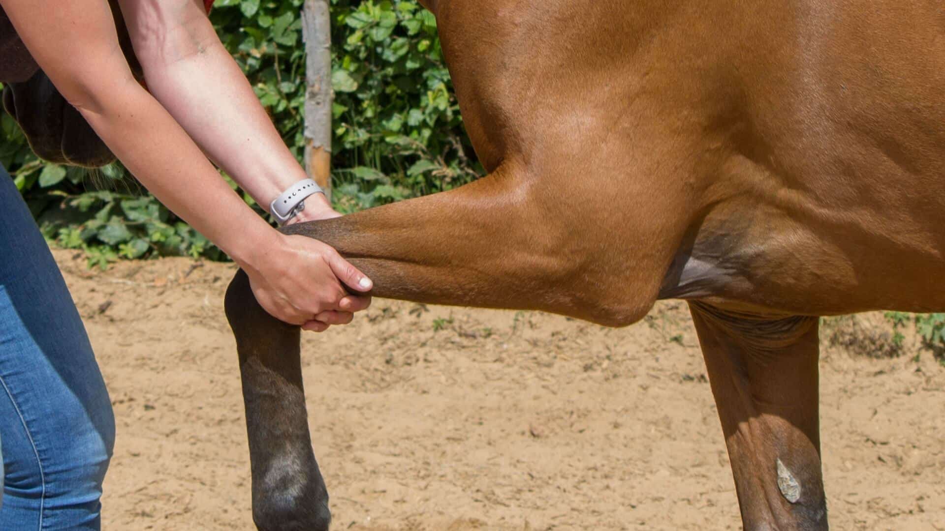 equine therapeutic massage