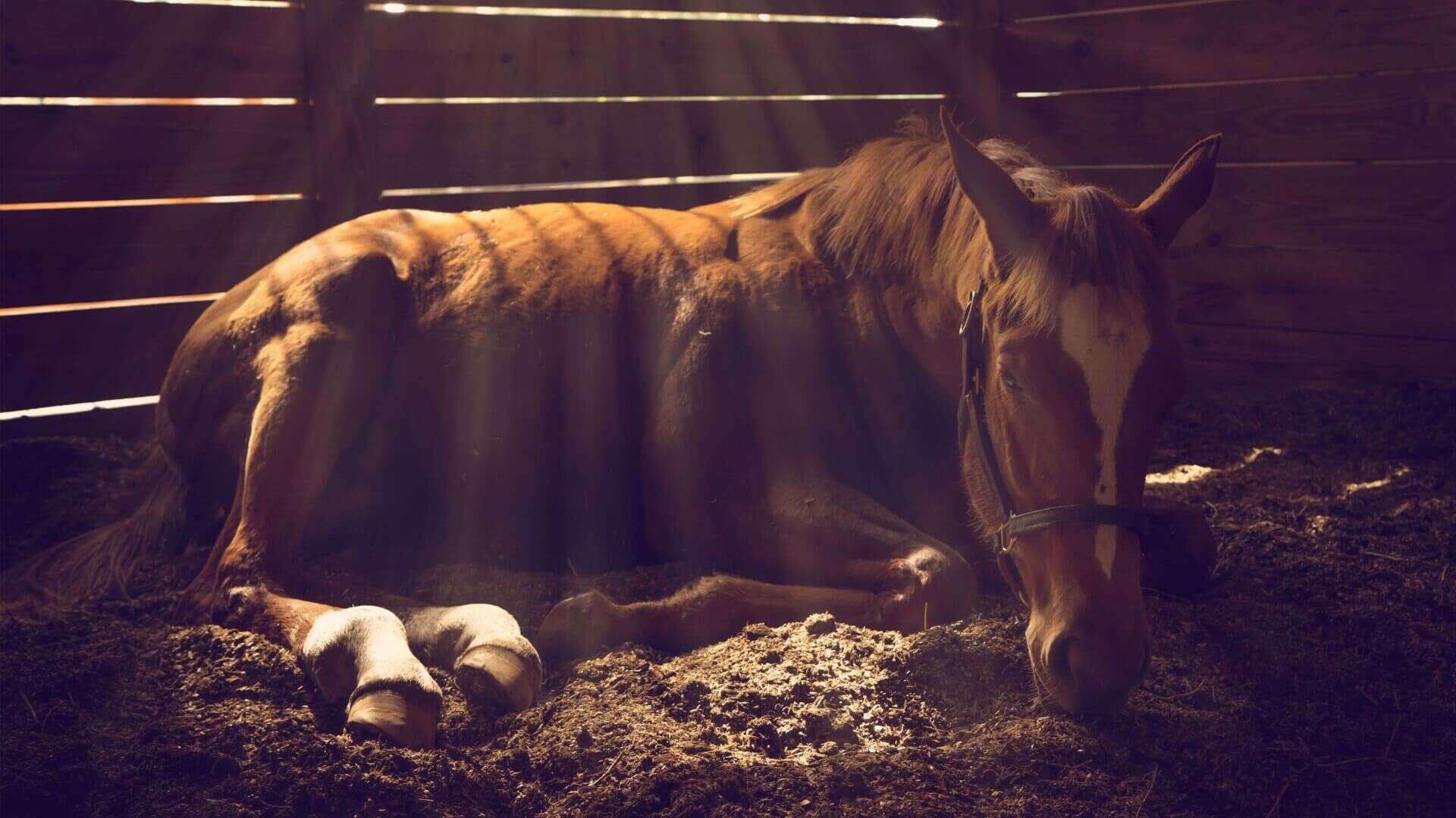 horse depression