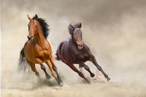 horses-free-run-on-desert