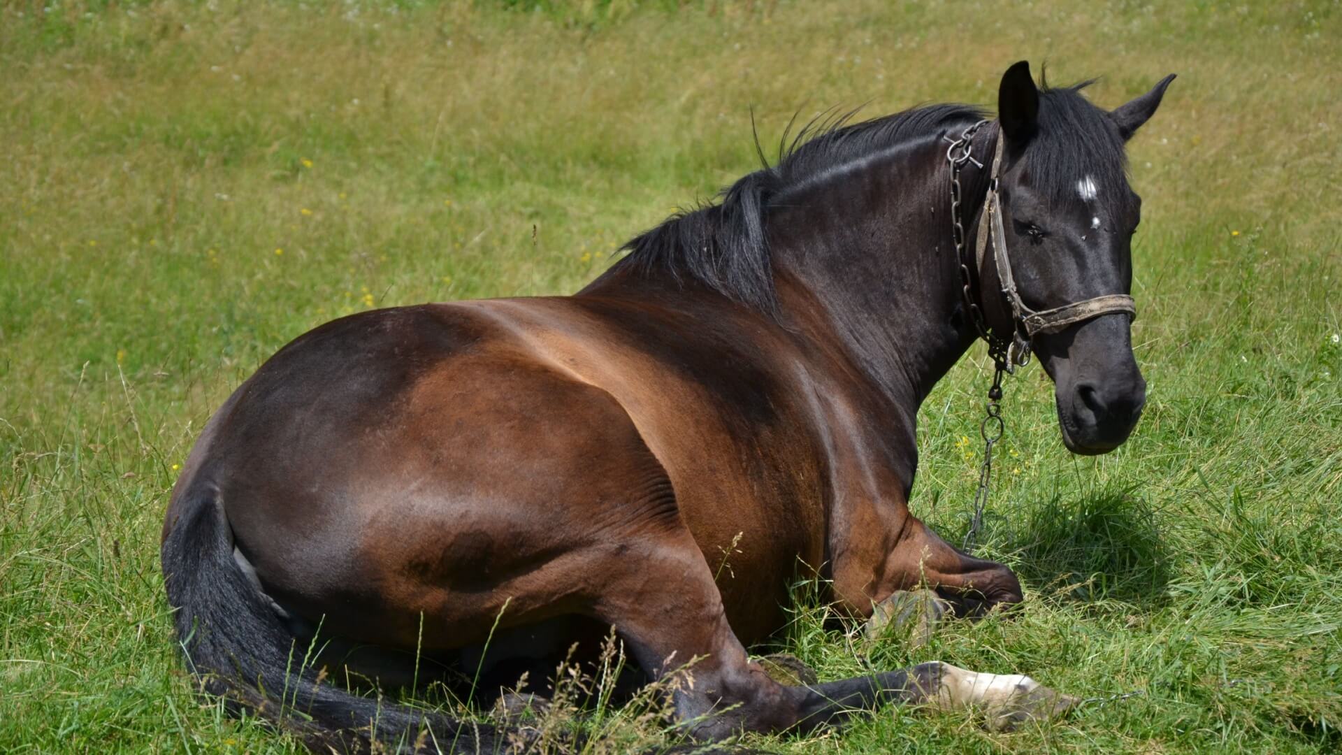 horses lie down