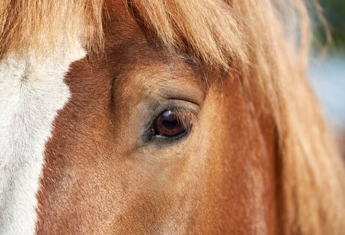 close-horse-eye-red-white