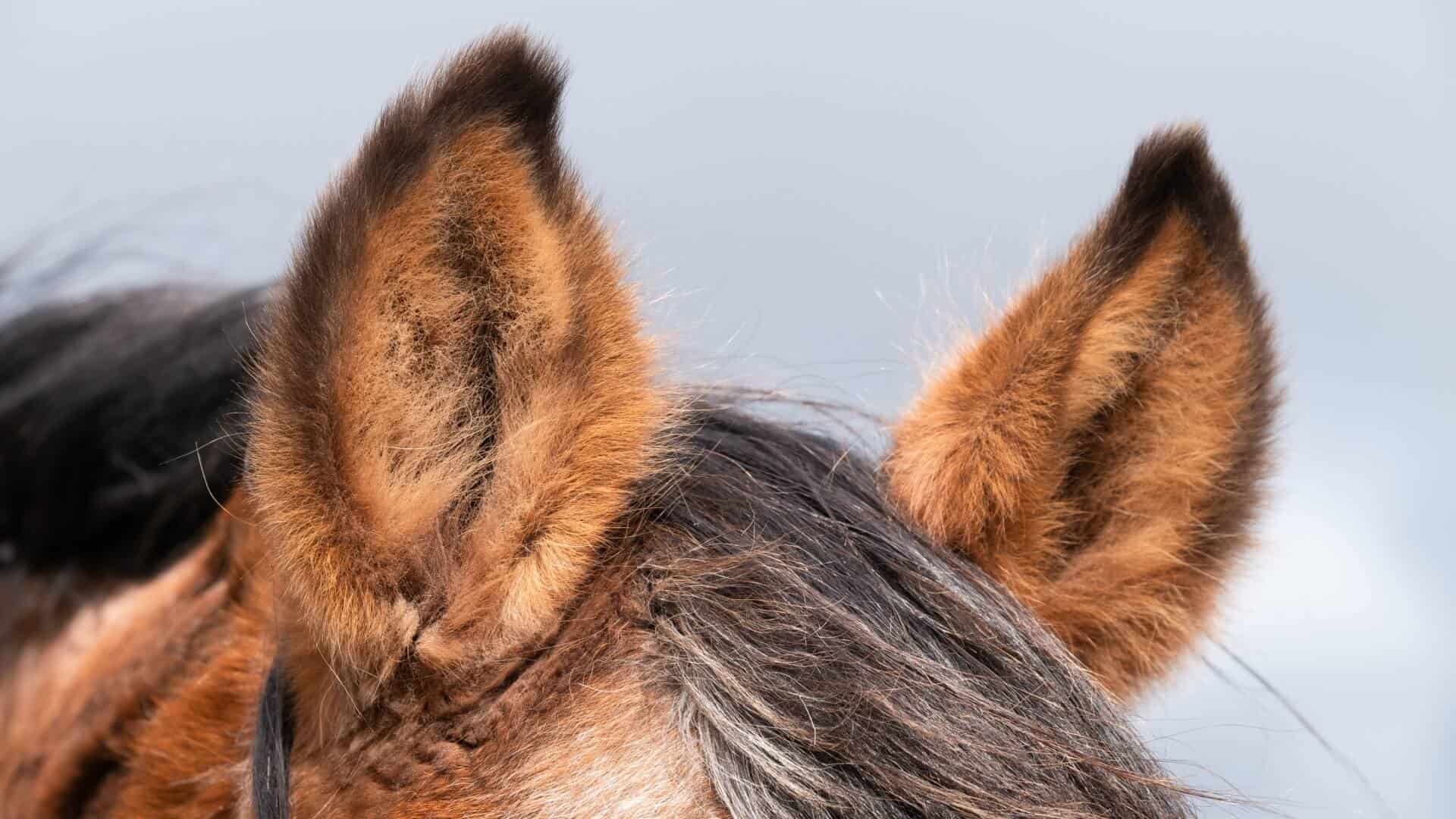 horse ears
