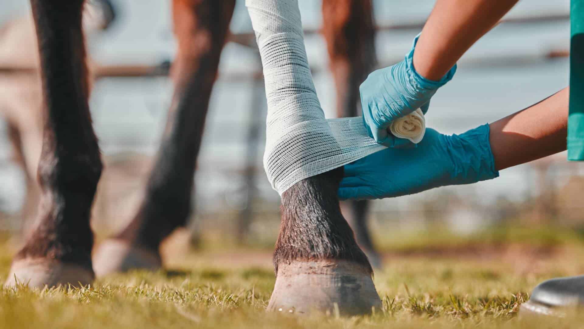 Common horse injuries from dressage